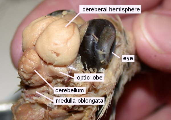 brain model image