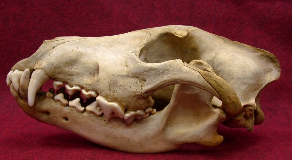 http://www.wtamu.edu/~rmatlack/Mammalogy/C_lupus_skull_lat.jpg