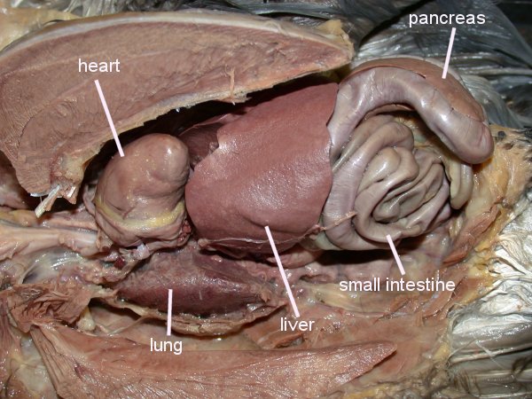 Click on the links below to see labeled images of a dissected pigeon