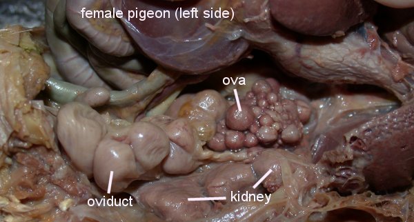 Click on the links below to see labeled images of a dissected pigeon