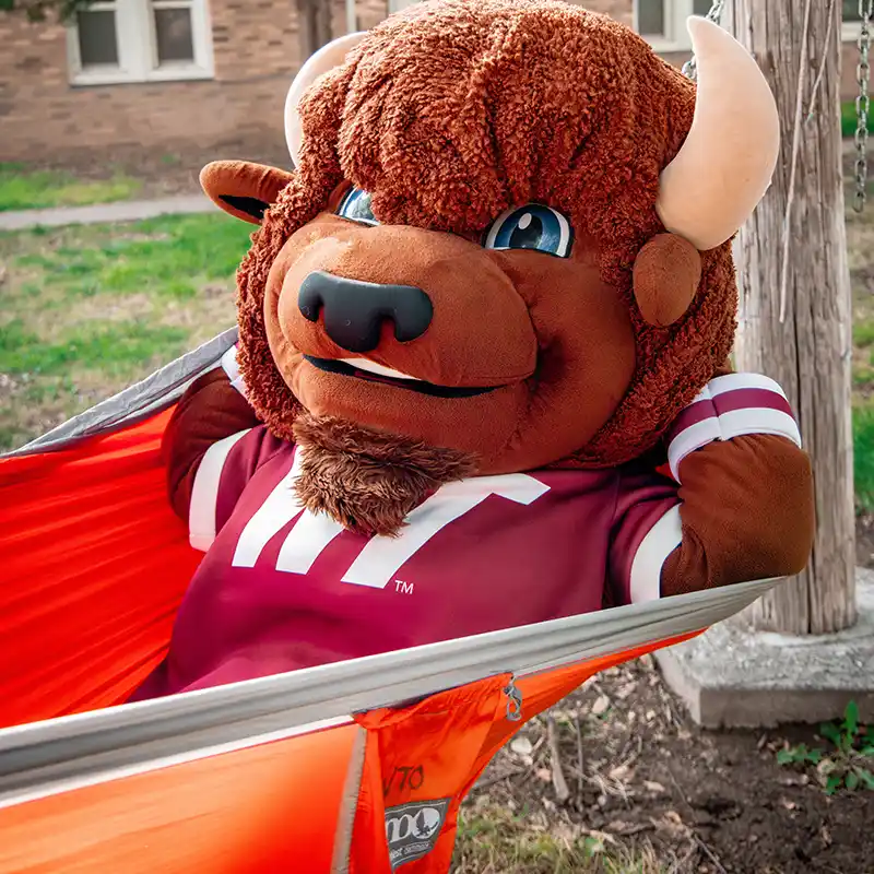 Bucky in a Hammock