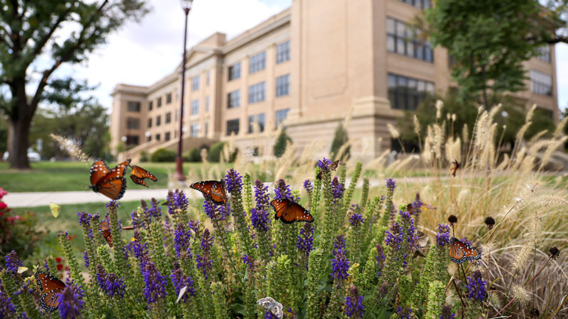 Old Main Butterflies