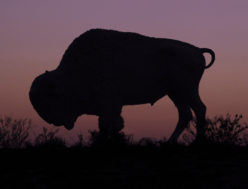 nighttime-buffalo-23.jpg