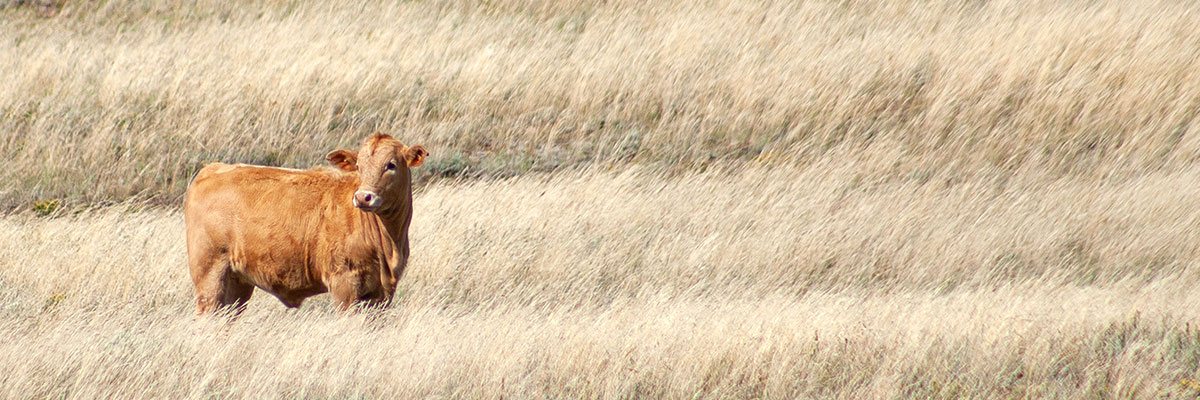 Calf in Pasture