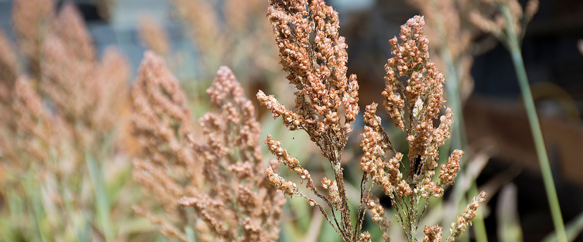 Sorghum