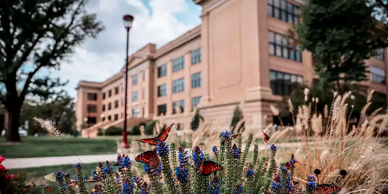 butterflies-old-main