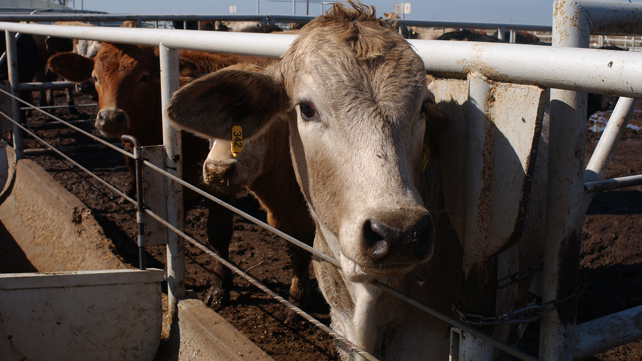 CattleInFeedlot