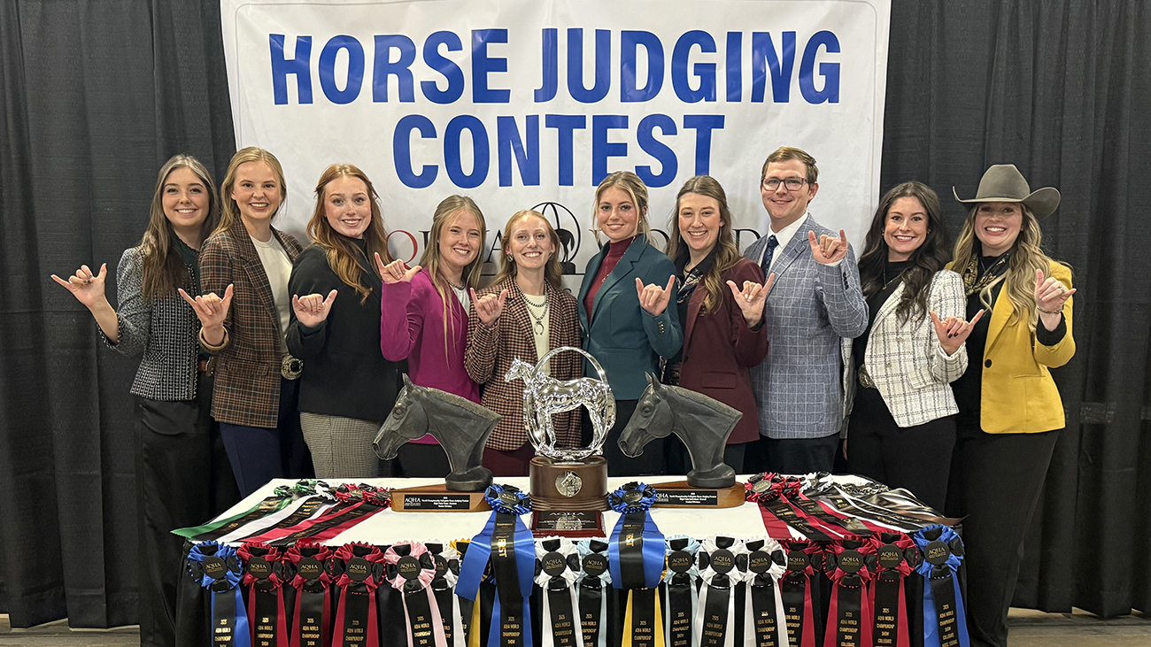 Horse Judging 112025