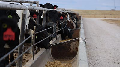 Merck Feedlot Donation