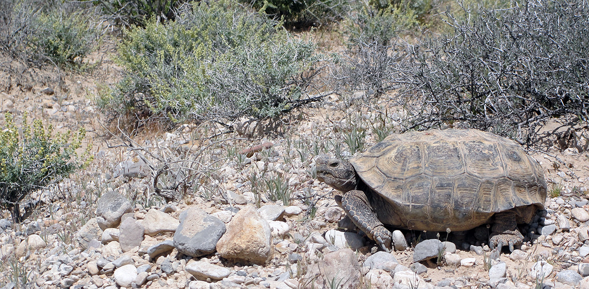 TortoiseScienceMag