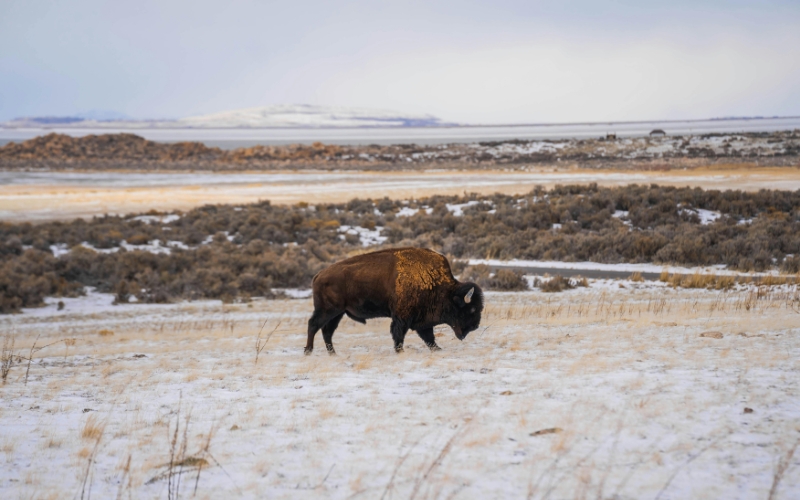 Buffalo Walking in Field