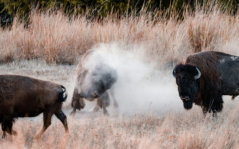 Buffalo Stampede