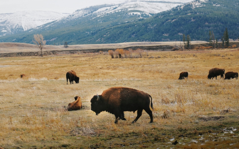 Buffalo in Field