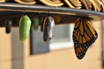 Butterfly Chrysalis