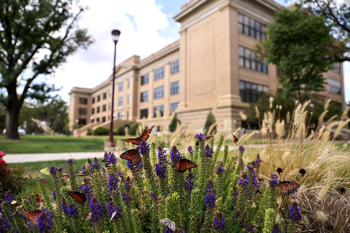 Old Main Butterflies