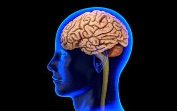brain