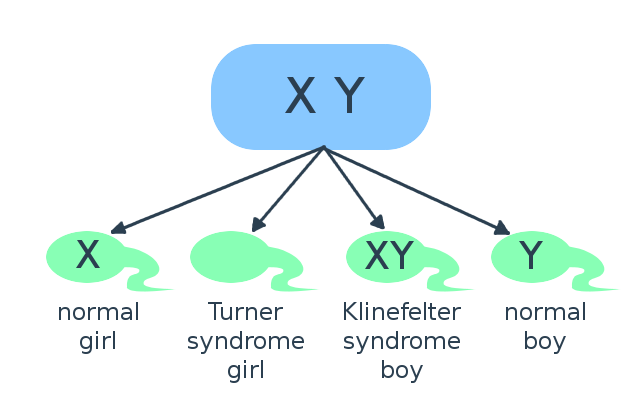 meiosis_error1.png