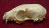 Bassariscus_skull_lat.jpg (30793 bytes)