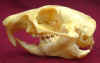 Cynomys_lat_skull.jpg (25077 bytes)