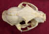 L_rufus_skull_dors.jpg (337033 bytes)