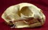 L_rufus_skull_lat.jpg (38452 bytes)