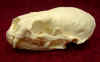 Lontra_skull_lat.jpg (33280 bytes)