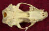 Mephitis_skull_vent.jpg (40636 bytes)