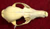 Vulpes_vulpes_skull_dors.jpg (40445 bytes)