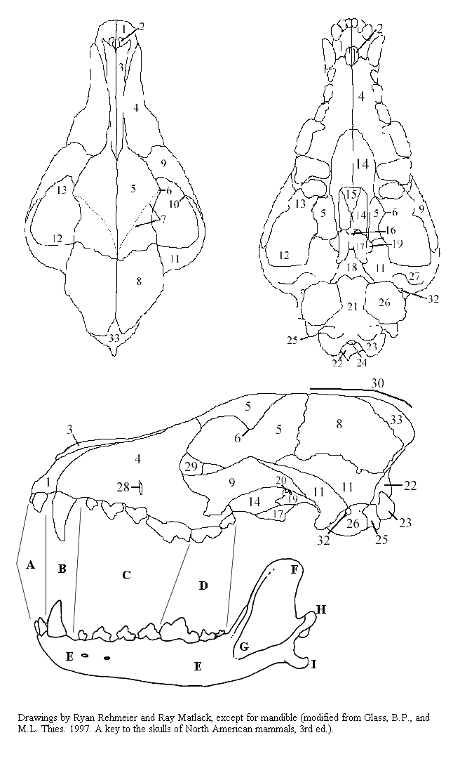 Rodent Skull Identification Chart