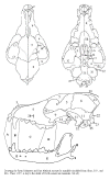 coyote_skull_diagram.gif (78211 bytes)