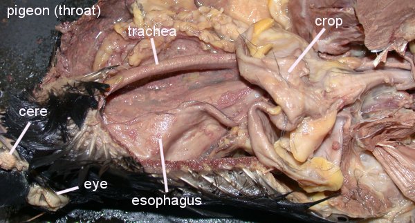 Click on the links below to see labeled images of a ... the human body diagram of throat 